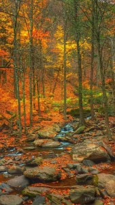 nature tata pinterest